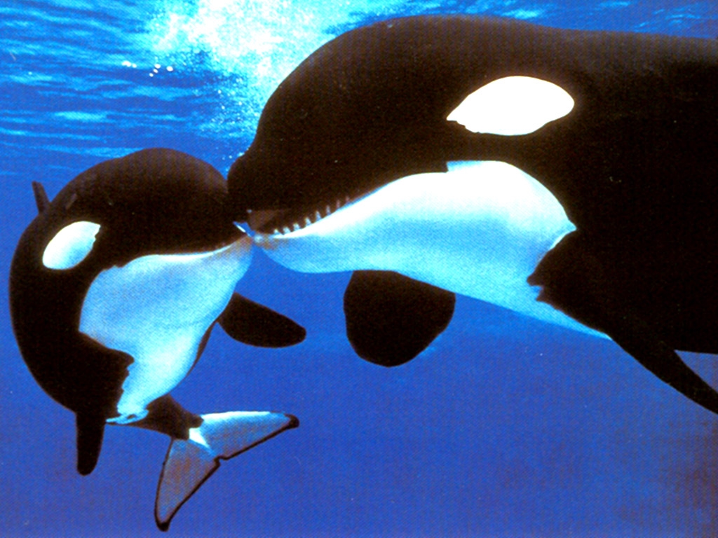 dwarf killer whale